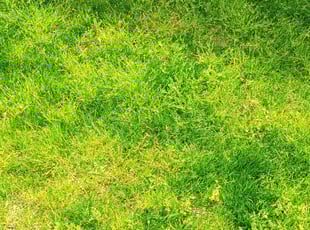 naga p.'s grass cutting service result