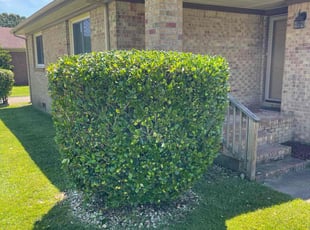 Elaina T.'s Bush Trimming service result