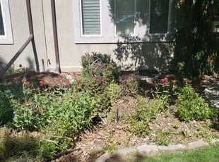 Reginald G.'s Bush Trimming service result