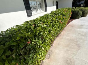 Theresa I.'s Bush Trimming service result