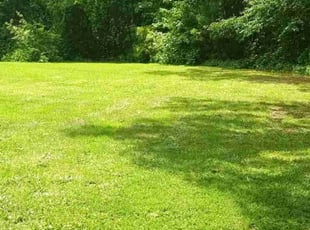 Ryan T.'s turf care service result