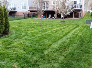 Kevin M.'s grass maintenance service result