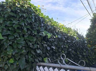 Linda B.'s grass maintenance service result