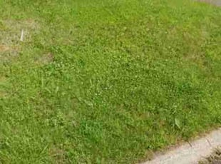 Kristina P.'s grass maintenance service result