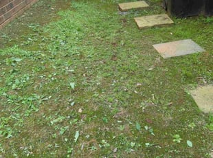 Crystal T.'s Bush Trimming service result