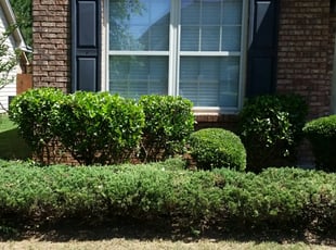 Genifer H.'s Bush Trimming service result