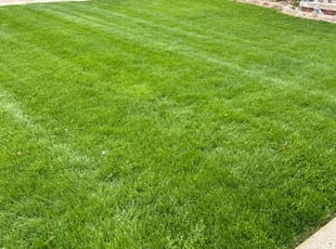 Latanya B.'s lawn service service result