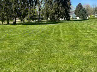 Gurges A.'s turf care service result
