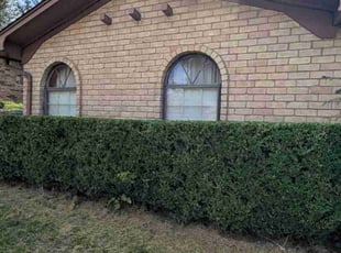 Prem P.'s Bush Trimming service result