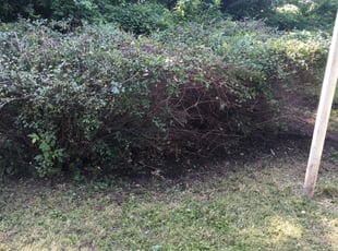 Cassandra S.'s Bush Trimming service result