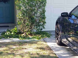 Linda J.'s Bush Trimming service result