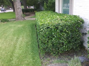 Christy S.'s Bush Trimming service result