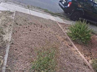 Shade P.'s Weeding service result