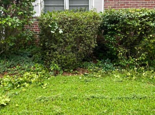 Venus G.'s Bush Trimming service result