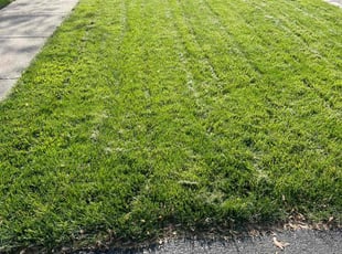 Theresa Diane O.'s lawn maintenance service result