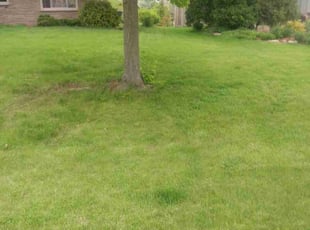 Yvette G.'s turf care service result