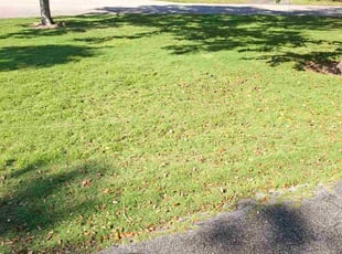 Jennifer C.'s lawn maintenance service result