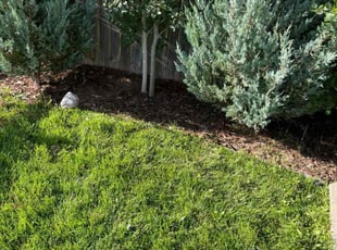 Zachary S.'s lawn service service result