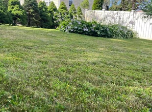 Andrew G.'s grass maintenance service result