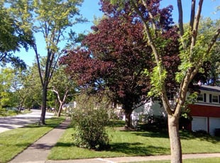 Tim M.'s lawn service service result