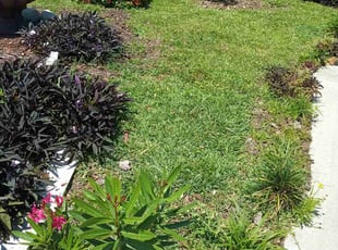 Demarques J.'s turf maintenance service result