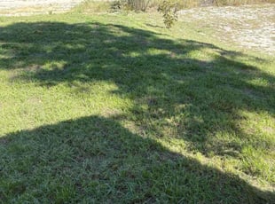 Mike H.'s lawn maintenance service result
