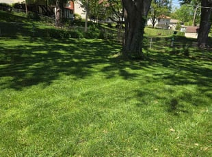 Joshua B.'s grass maintenance service result