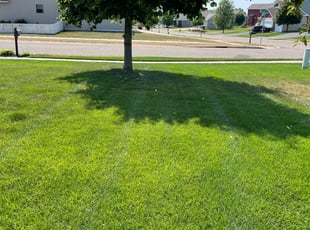 Muna O.'s turf care service result