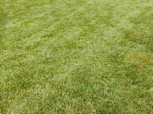 Cory C.'s turf maintenance service result