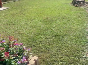 Akisha S.'s lawn care service result