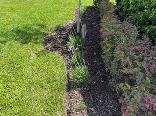 Demetris B.'s turf maintenance service result