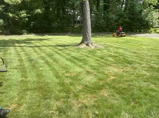 Bailey D.'s turf care service result