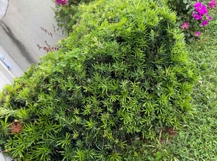 Camille H.'s Bush Trimming service result