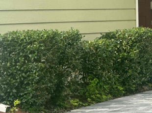 Marianne W.'s Bush Trimming service result