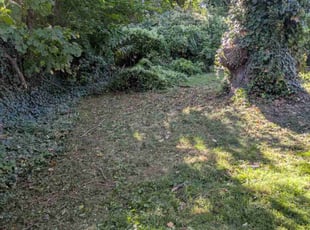 Marie B.'s turf care service result