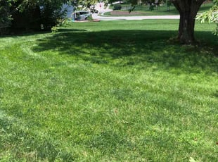 Janice J.'s lawn maintenance service result