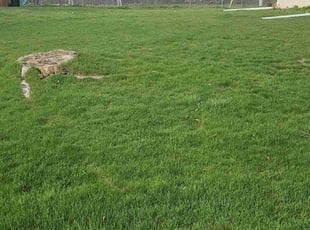 Mary F.'s turf care service result
