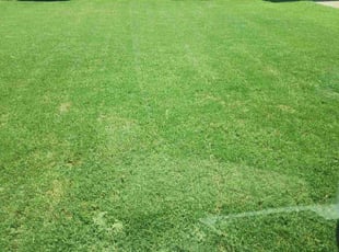 Rose S.'s turf maintenance service result