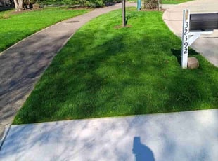 Shane R.'s yard maintenance service result