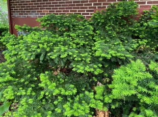 Timothy D.'s Bush Trimming service result