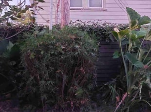 Donell J.'s Bush Trimming service result