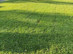 Matthew H.'s turf care service result