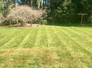 Deb S.'s turf care service result