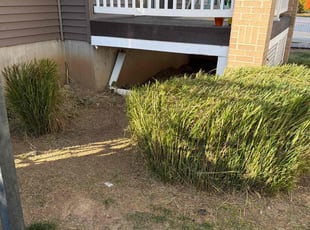 Laura M.'s Bush Trimming service result