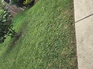 Betty K.'s lawn maintenance service result