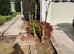 Scott S.'s Bush Trimming service result