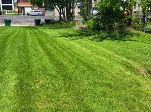 Tonya B.'s grass maintenance service result