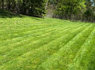 Tammy L.'s grass maintenance service result