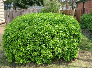 Lisa K.'s Bush Trimming service result