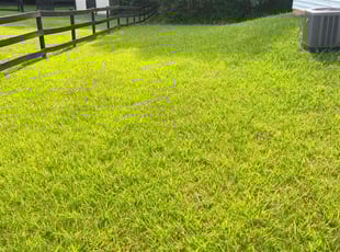Lisa L.'s lawn care service result